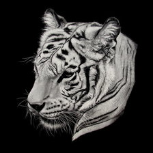 Оригинал схемы вышивки «триптих тигр часть 2» (№465348)