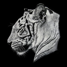 триптих  тигр часть 1