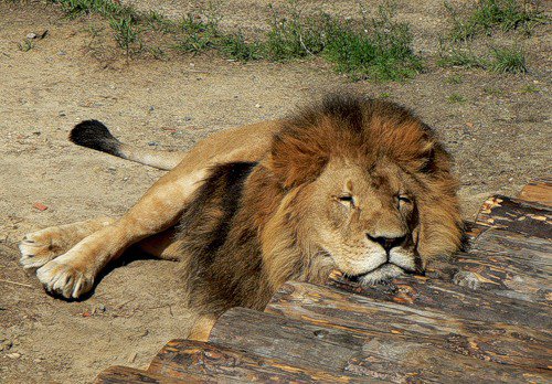 лев - оригинал