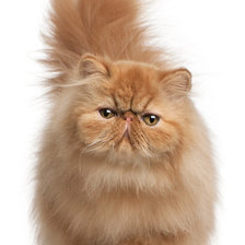 Схема вышивки «№465370»