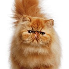 Схема вышивки «№465375»