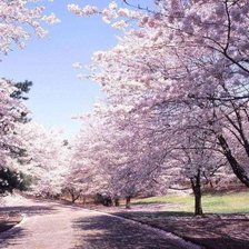 Схема вышивки «в розовых тонах»