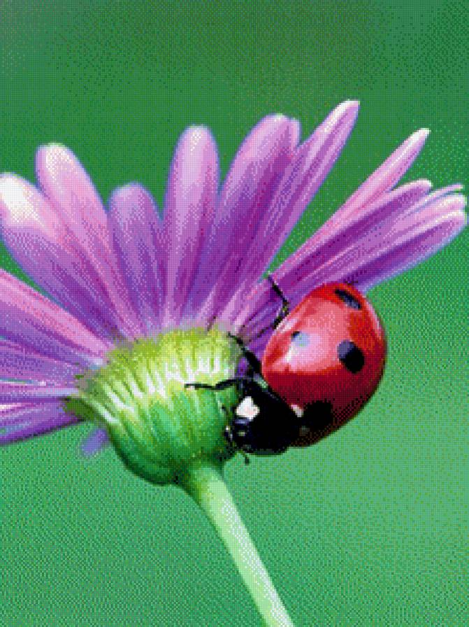 Божая коровка на цветочке - цветы, божая коровка - предпросмотр