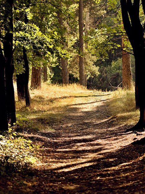 Солнечный лес - дорога, сосны, природа, солнечный день, лес - оригинал