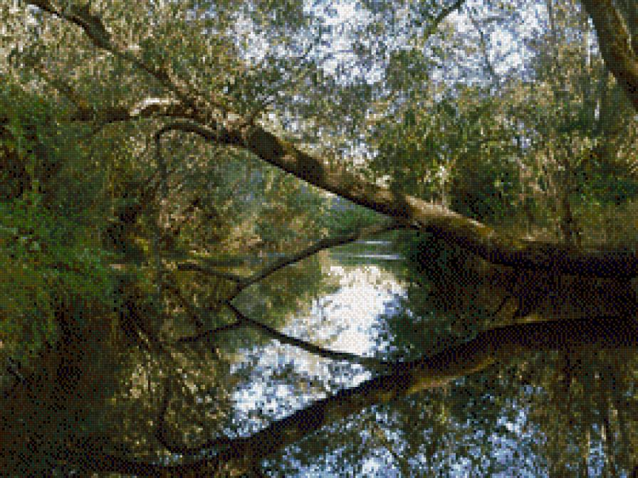 Ива над рекой - отражение, пейзаж, ива, река, лето, природа, деревья - предпросмотр