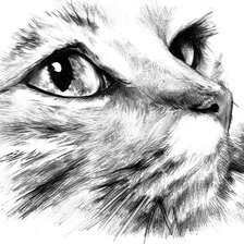 Схема вышивки «кот»