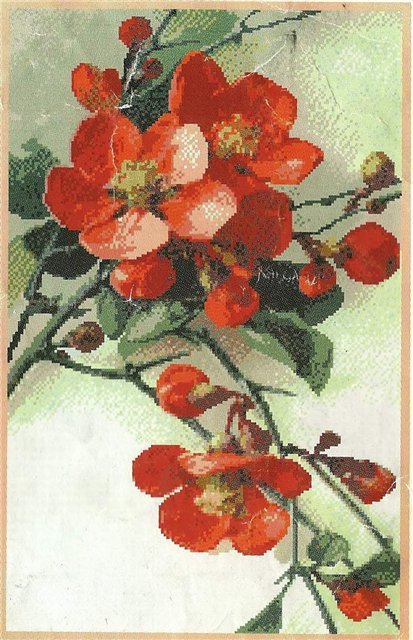 шиповник в цвету - ветка, шиповник, цветы - оригинал