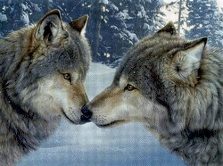 влюбленные волки - влюбленные, волки - предпросмотр