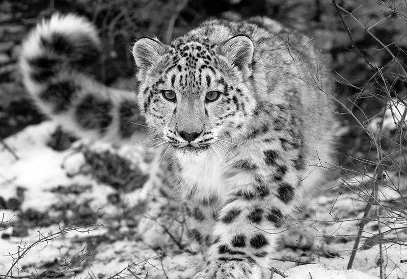 Леопард - дикие кошки, черно-белая - оригинал
