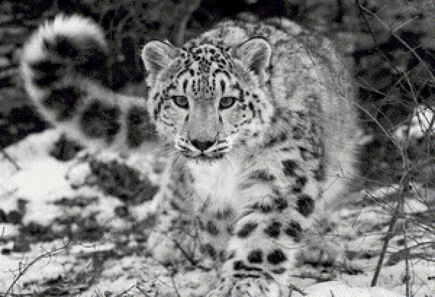 Леопард - черно-белая, дикие кошки - предпросмотр