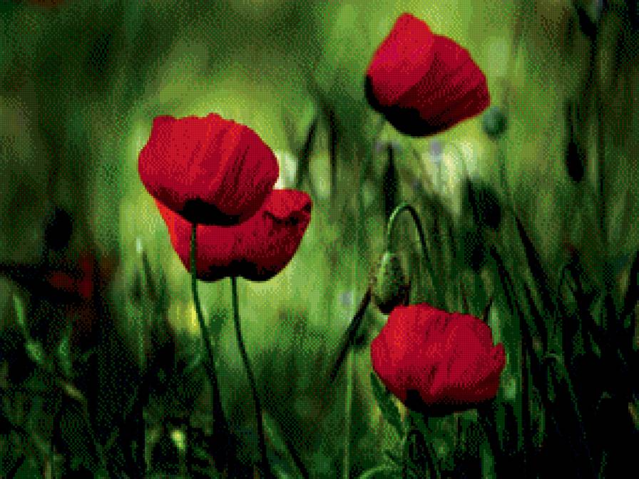 Маки - маки - предпросмотр