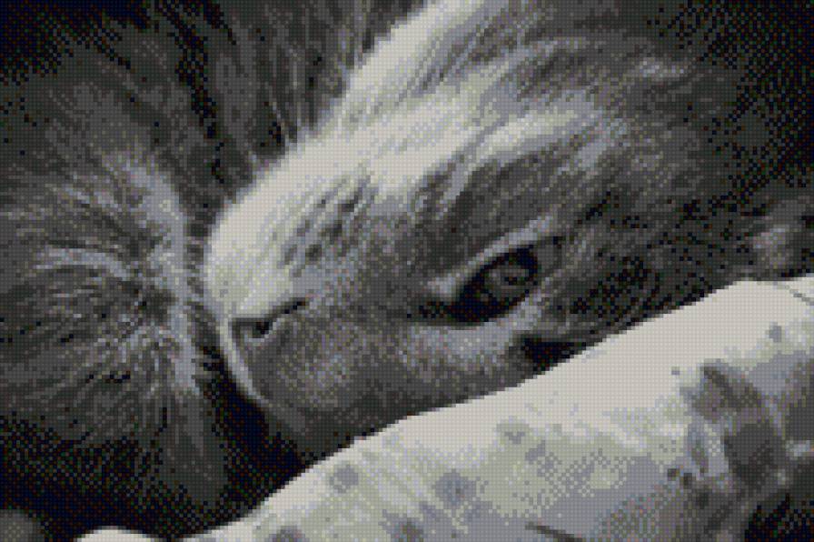Котик - черно-белое, кошка - предпросмотр