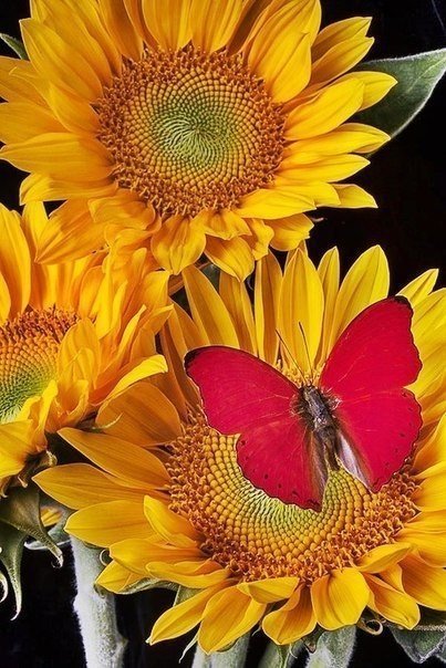 Бабочка на подсолнухе - подсолнух, бабочка, цветы - оригинал