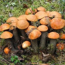 подосиновички