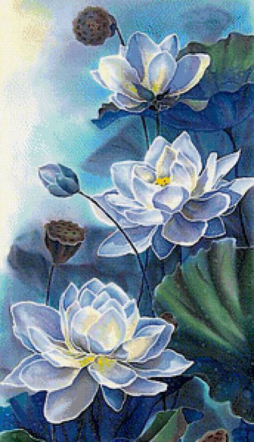свечение лотосов - лотосы, цветы - предпросмотр