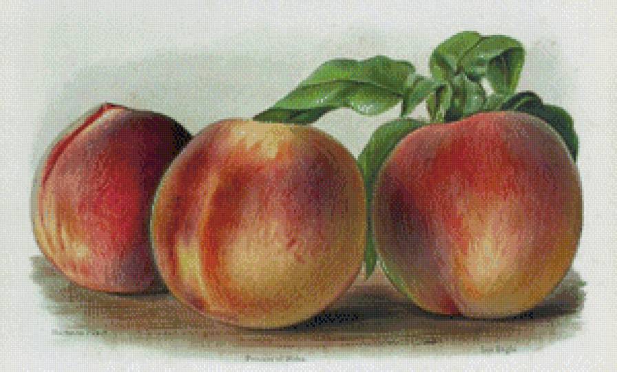 натюрморт для кухни - витамины, фрукты, персики - предпросмотр