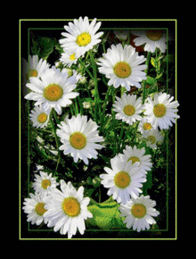 ромашки - ромашки - предпросмотр