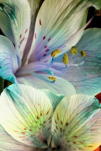 №466974 - оригинал