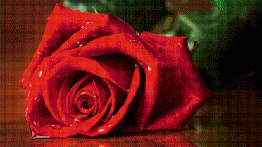 роза - роза - предпросмотр