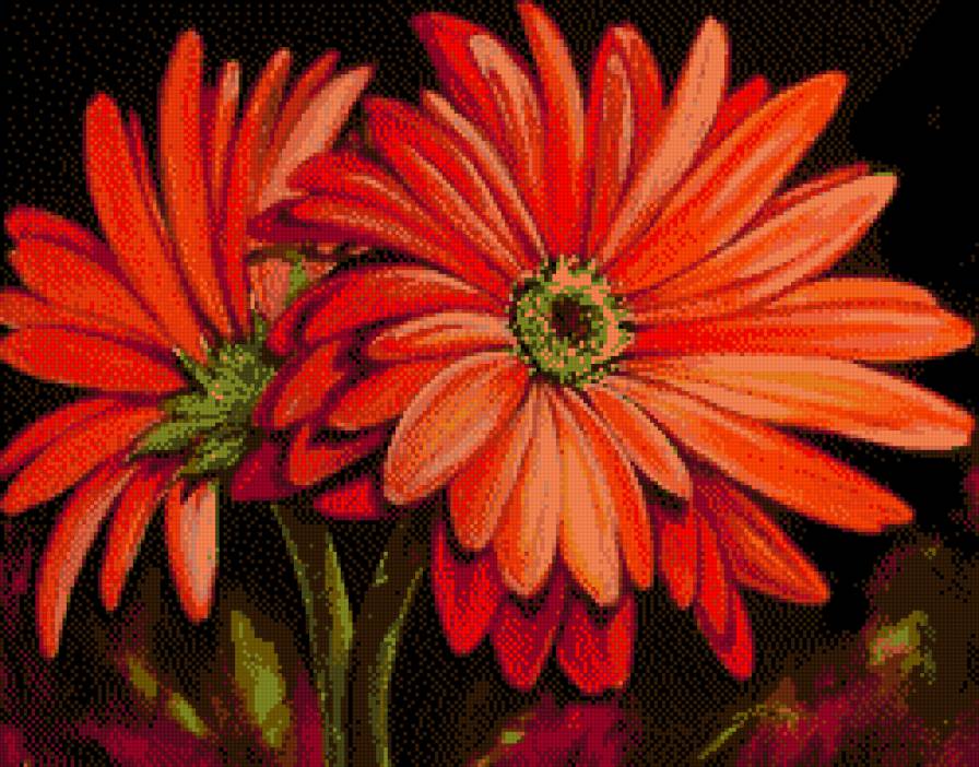 Герберы Марсии Болдуин - предпросмотр