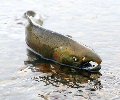 Камчатка - оригинал