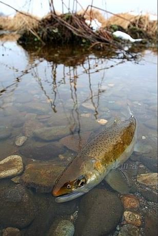 Камчатка - оригинал