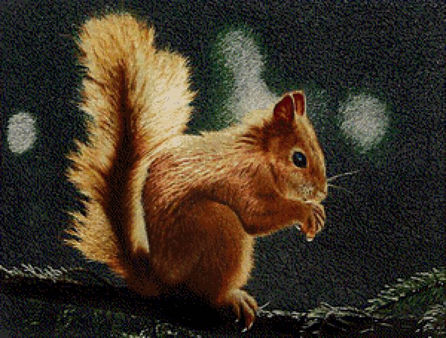 белка - животные. белка - предпросмотр