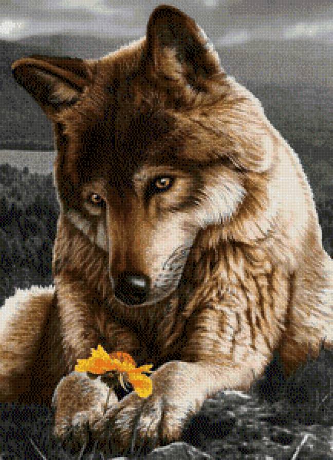 волк - животные.волк - предпросмотр