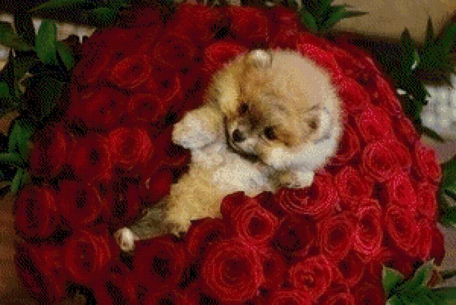 собачка - животные.собака.розы - предпросмотр