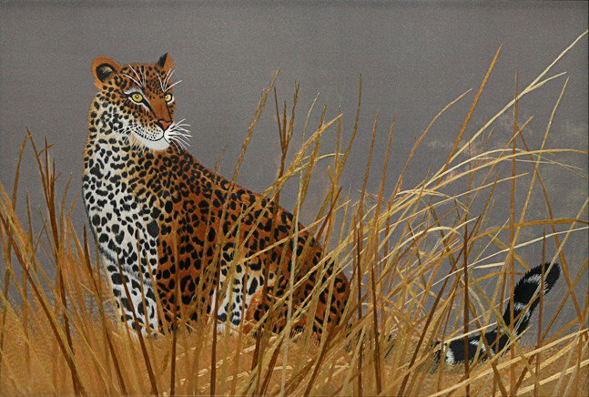 гепард - животные.гепард - оригинал