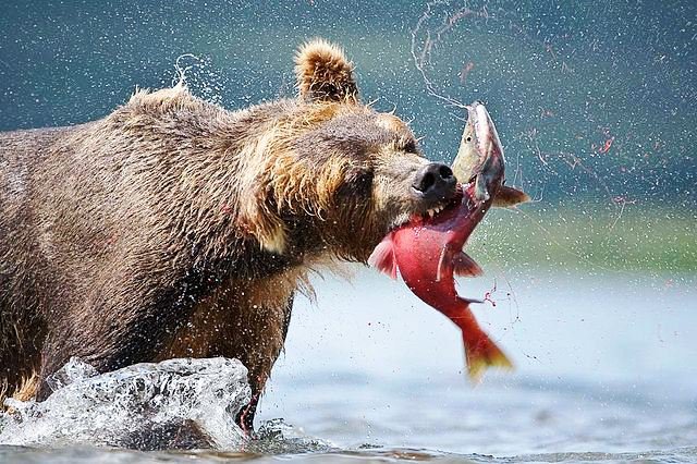 Камчатка - оригинал