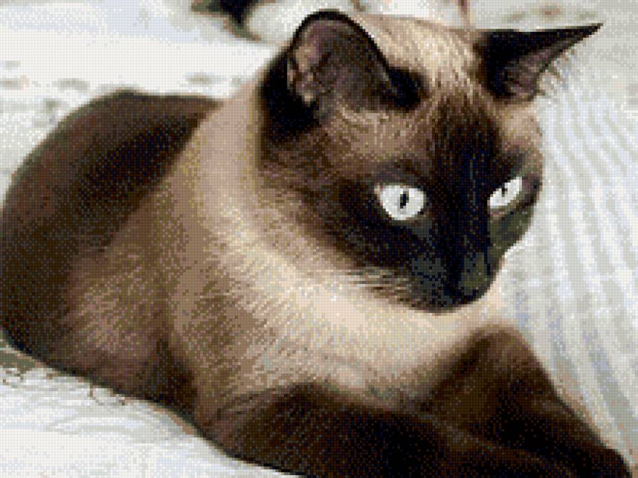 СиАм - сиамский кот - предпросмотр