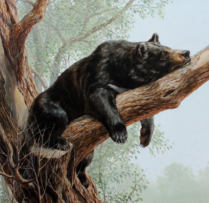 Мишка - медведь, животные, природа - оригинал