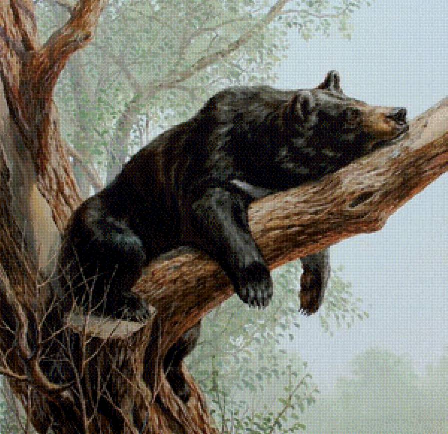 Мишка - природа, животные, медведь - предпросмотр