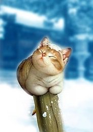 ласковый котик - оригинал