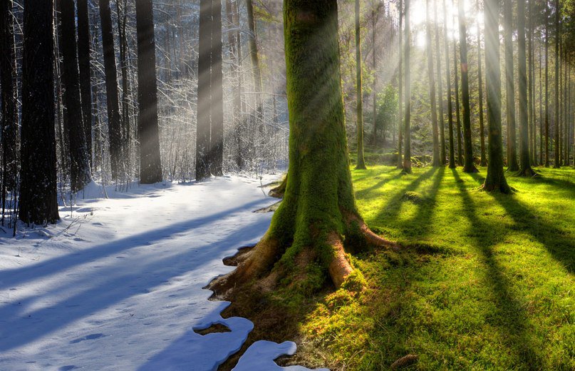 Два времени - зима, сказка, лес, лето - оригинал