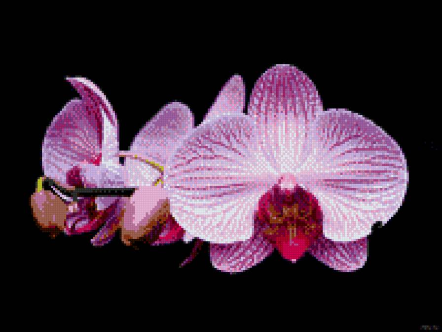 орхидея розовая - предпросмотр
