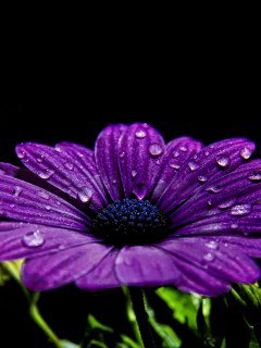 №468497 - оригинал