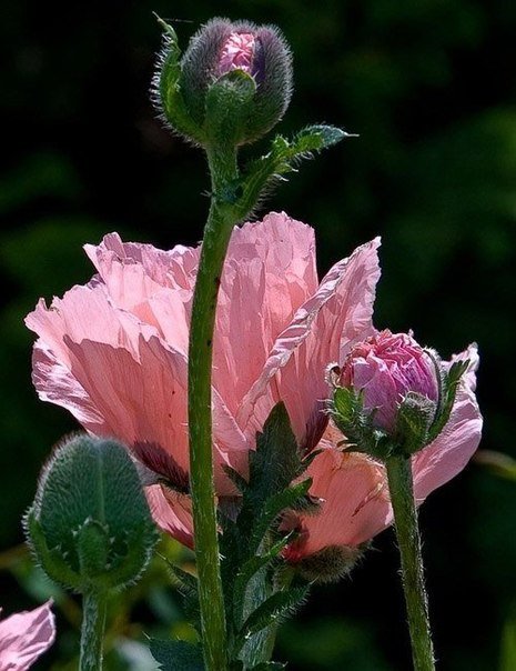 №468592 - оригинал