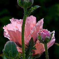 Схема вышивки «№468592»