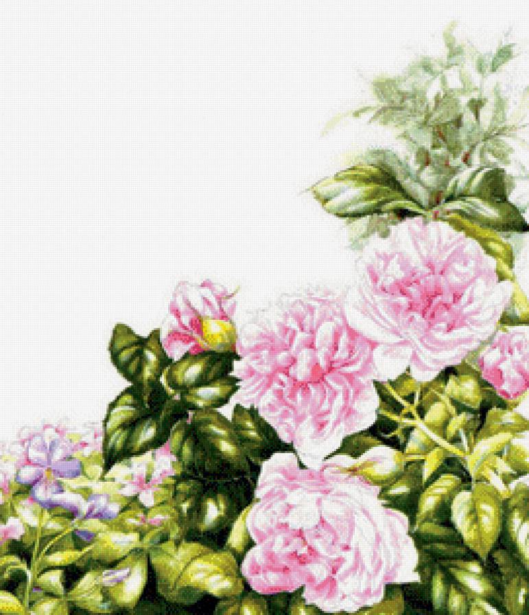 Пионы - букет, цветы - предпросмотр