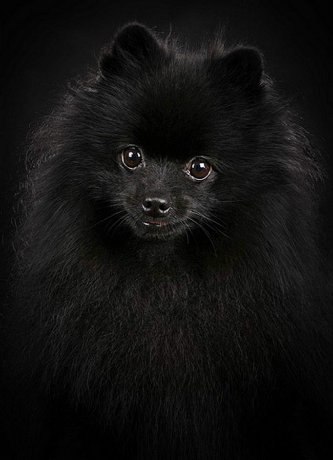 черный шпиц - мордашка, взгляд, собака, щенок - оригинал