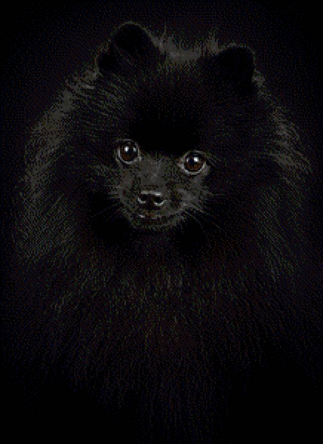 черный шпиц - мордашка, собака, щенок, взгляд - предпросмотр