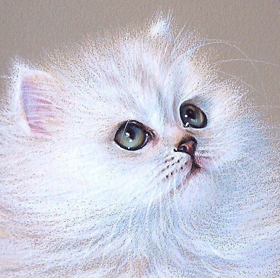 белый и пушистый - котенок - оригинал