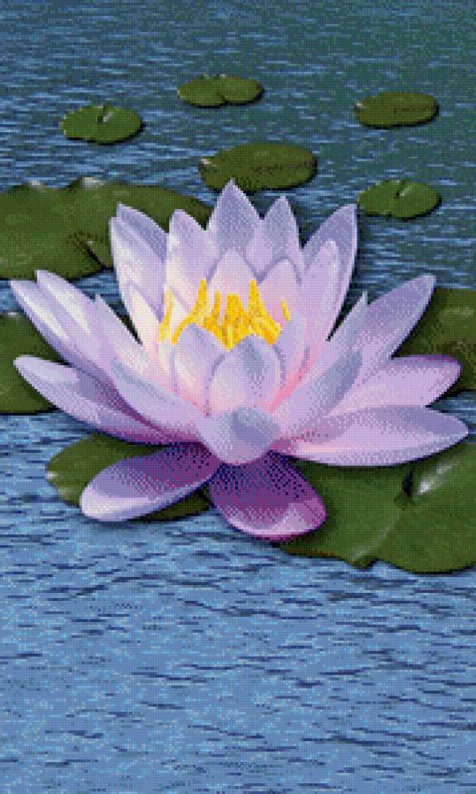 лилия - предпросмотр