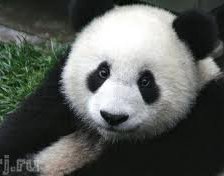 Схема вышивки «Панда»