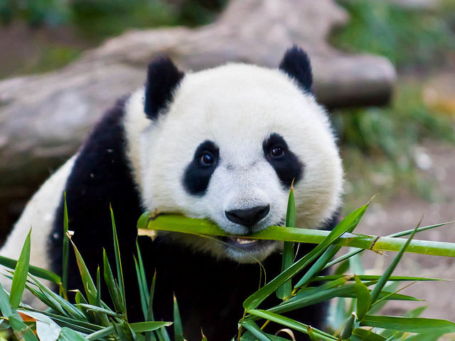 Панда2 - оригинал