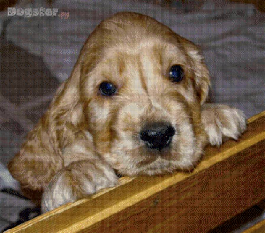 кокер спаниель лапулька - предпросмотр