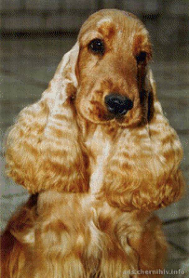 коккер спаниель взрослый - предпросмотр