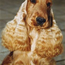 коккер спаниель взрослый